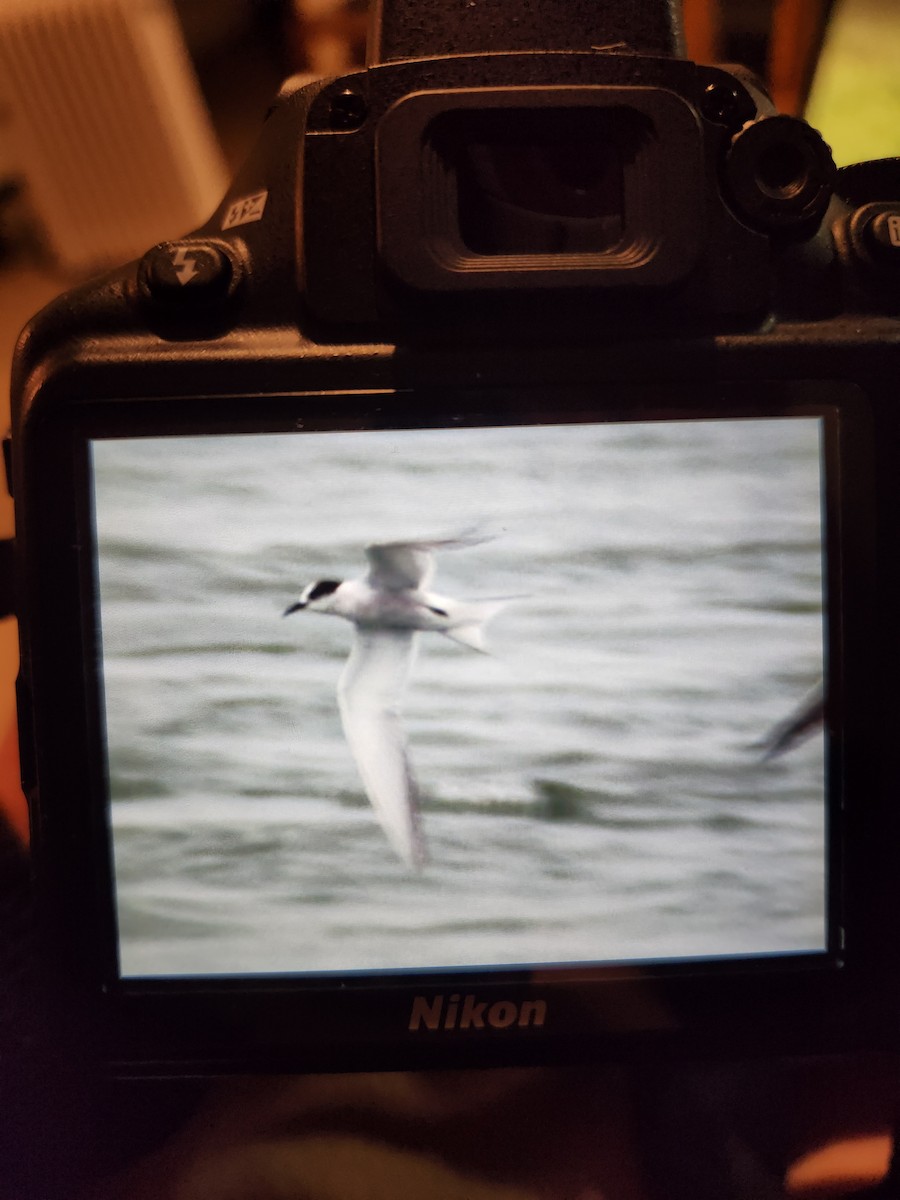 שחפית קוטב - ML643921234