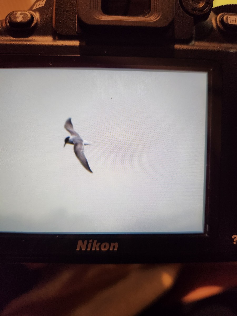 שחפית קוטב - ML643921235