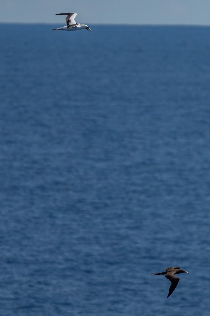 Brown Booby (Forster's) - ML643921237