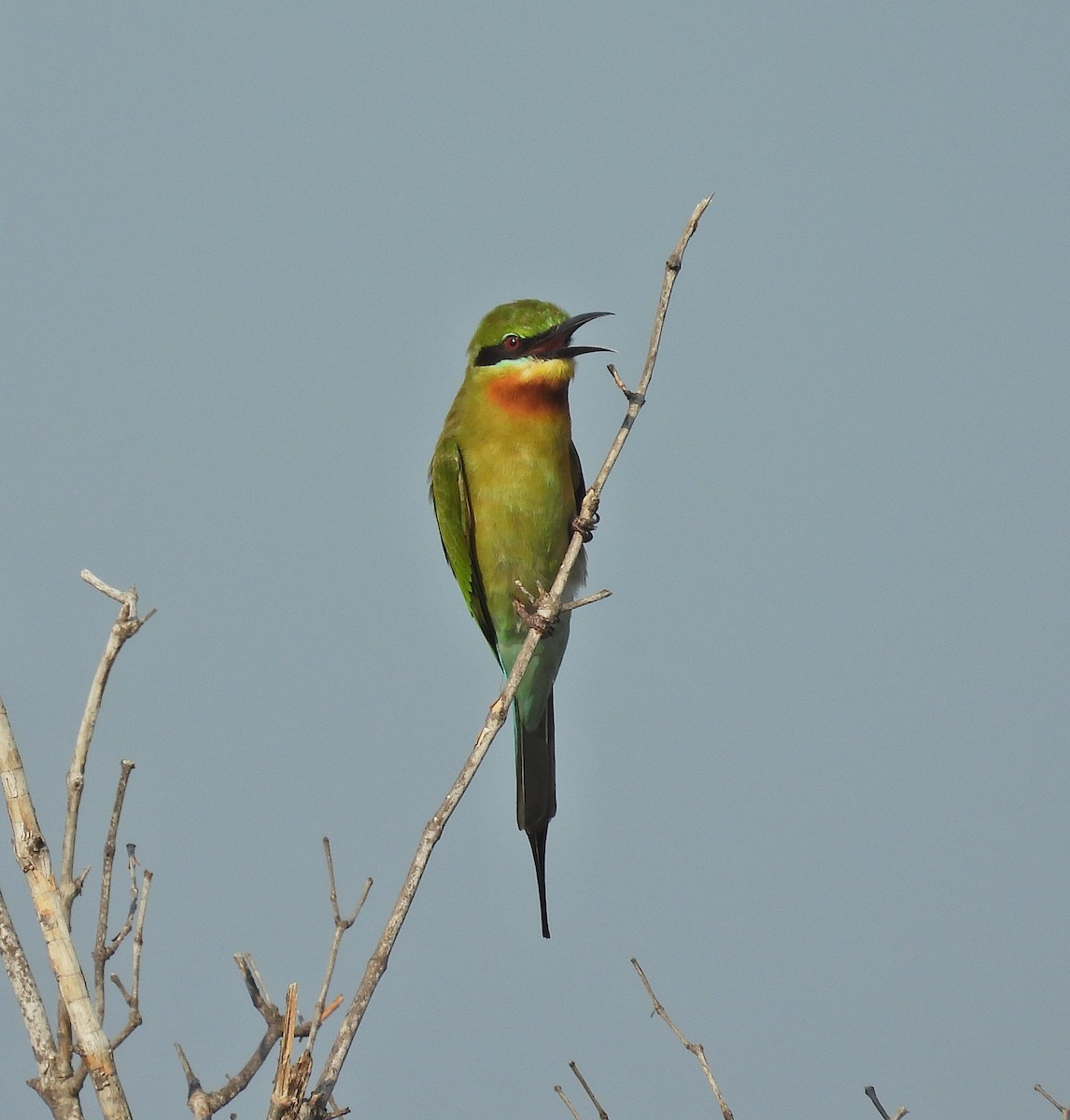 Blue-tailed Bee-eater - ML643921239