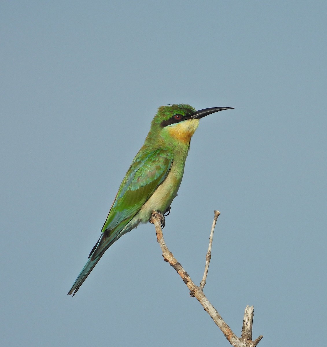 Blue-tailed Bee-eater - ML643921240