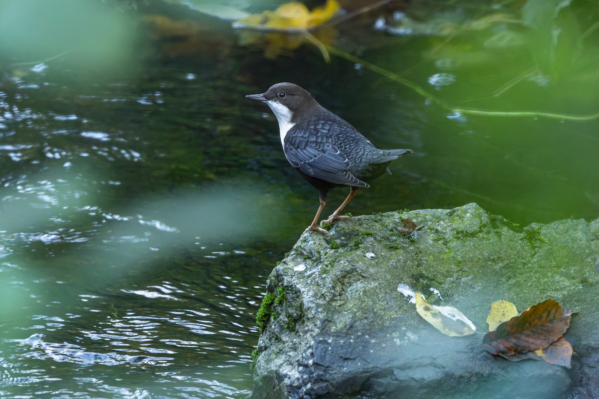 White-throated Dipper - ML643921243