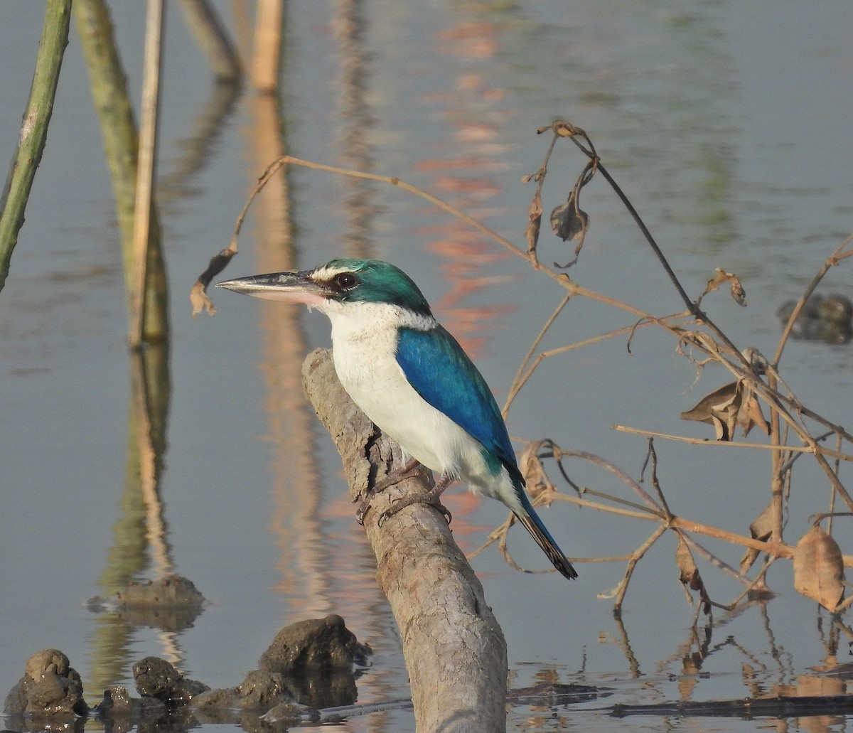 Collared Kingfisher - ML643921244