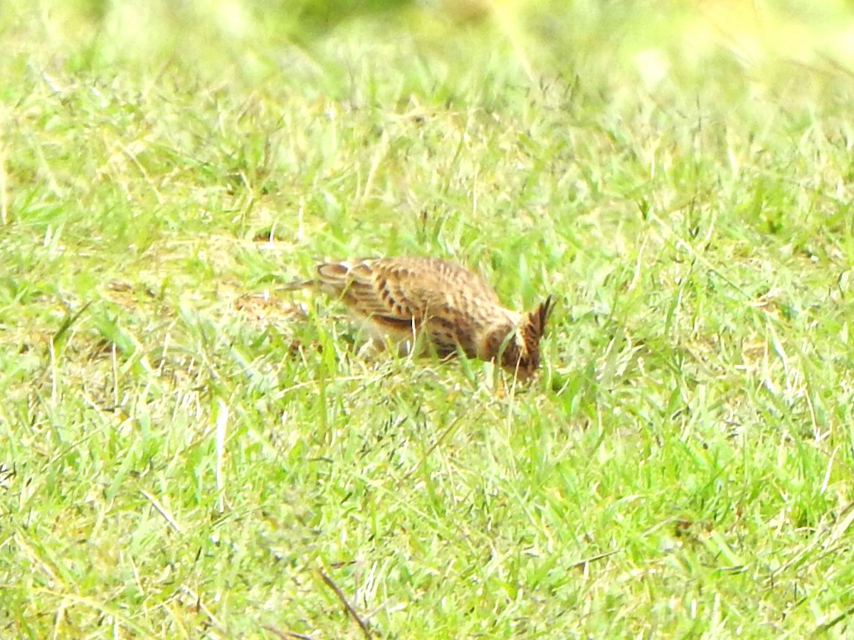 Malabar Lark - ML643921257