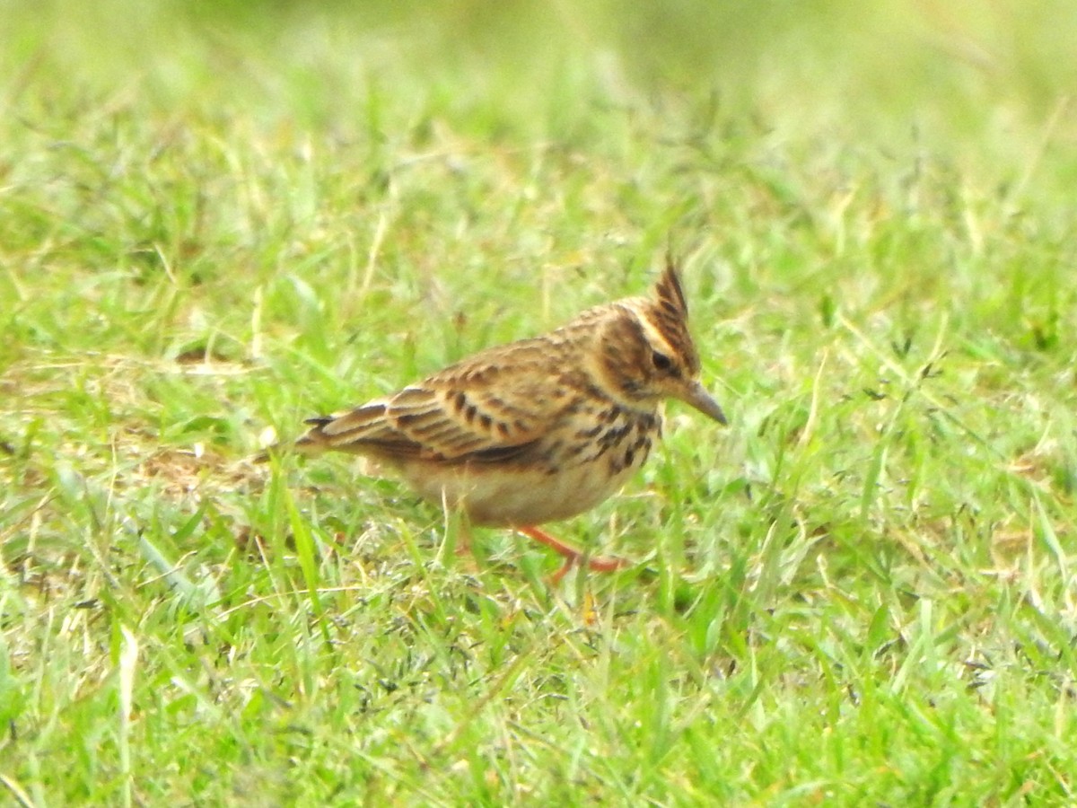 Malabar Lark - ML643921258