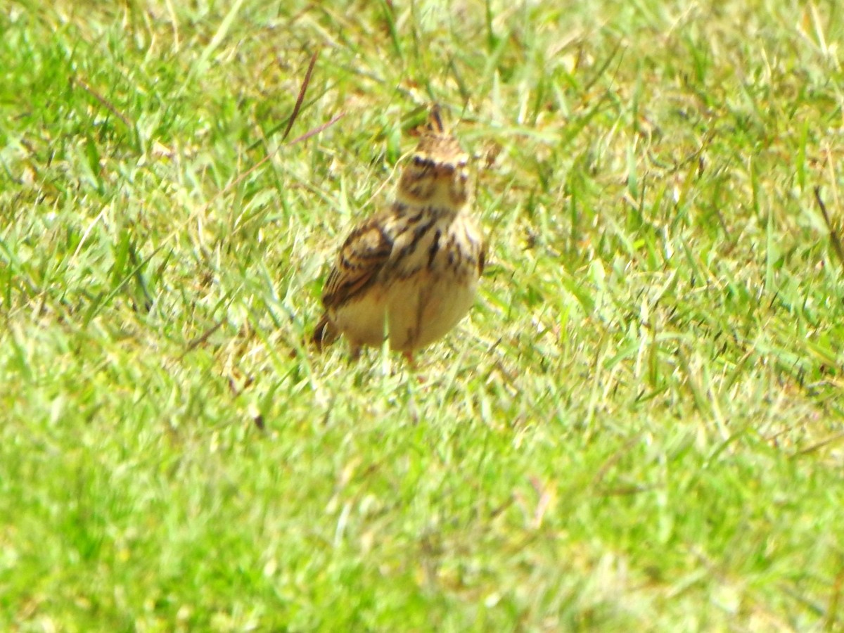 Malabar Lark - ML643921259