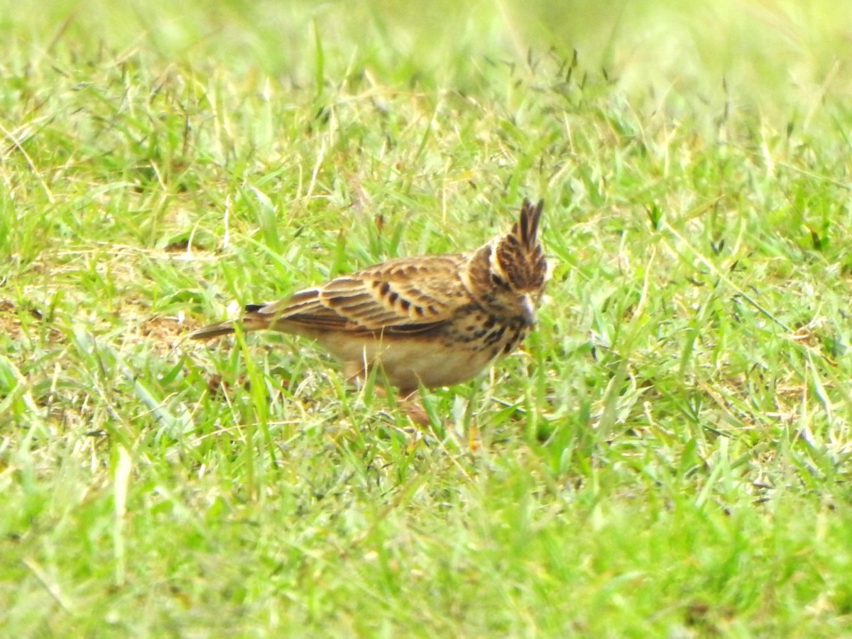 Malabar Lark - ML643921260