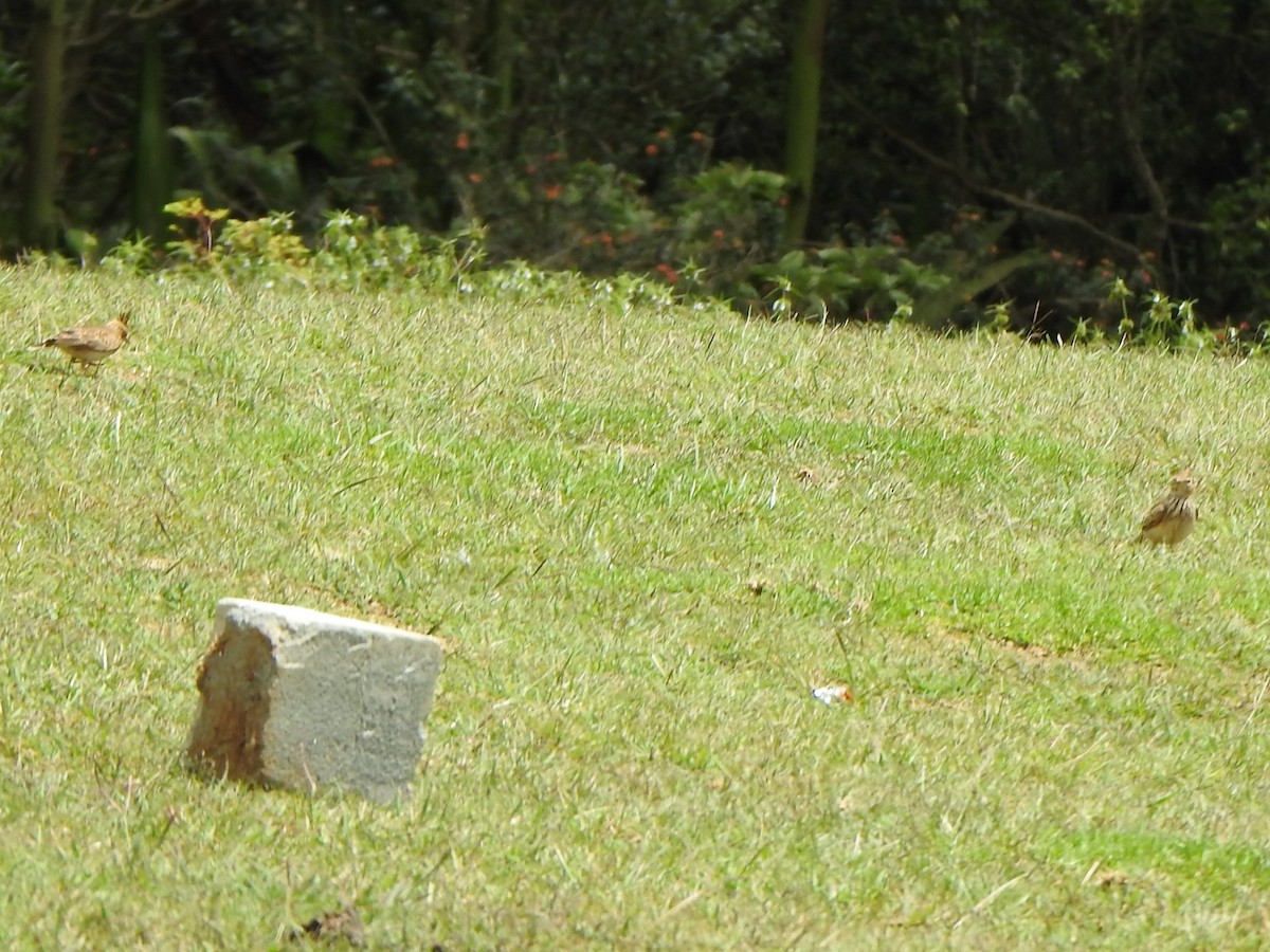 Malabar Lark - ML643921261