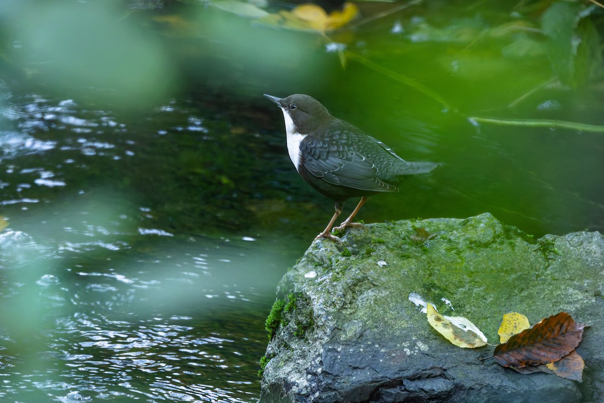 White-throated Dipper - ML643921262