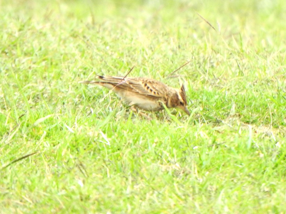 Malabar Lark - ML643921265