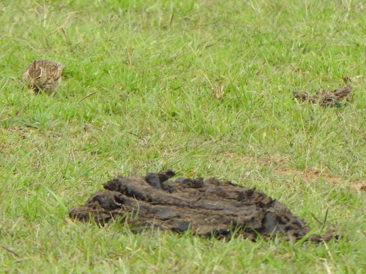 Malabar Lark - ML643921266