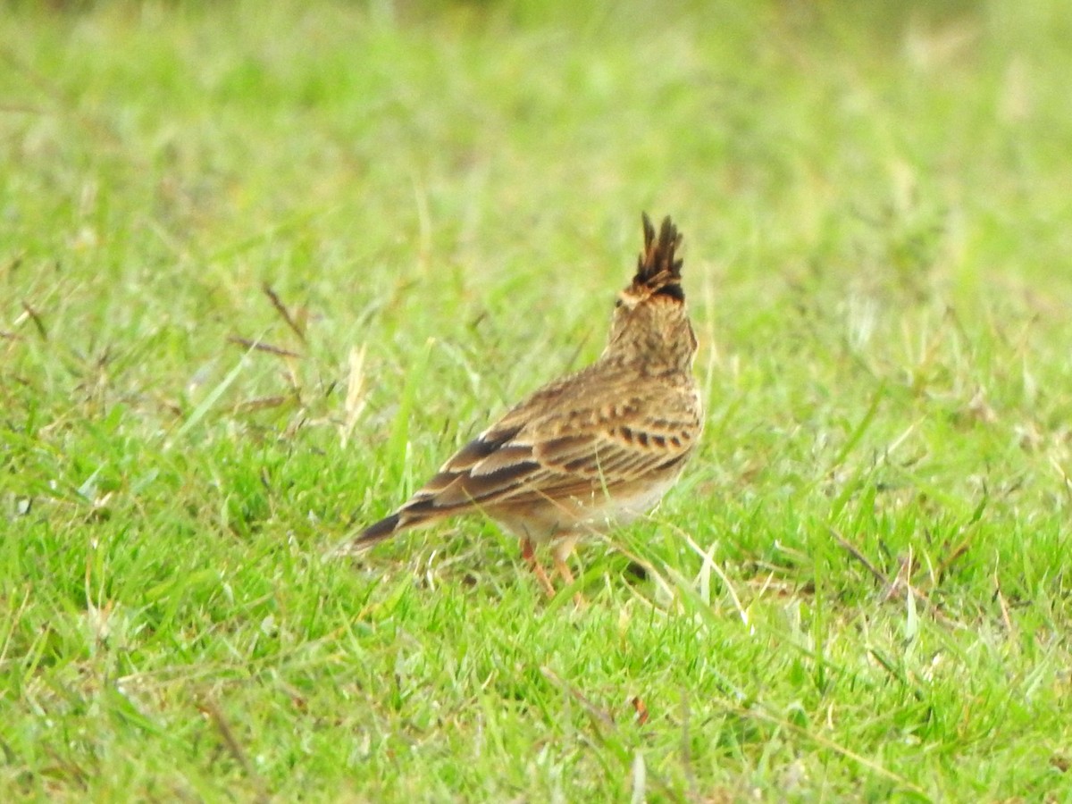 Malabar Lark - ML643921267