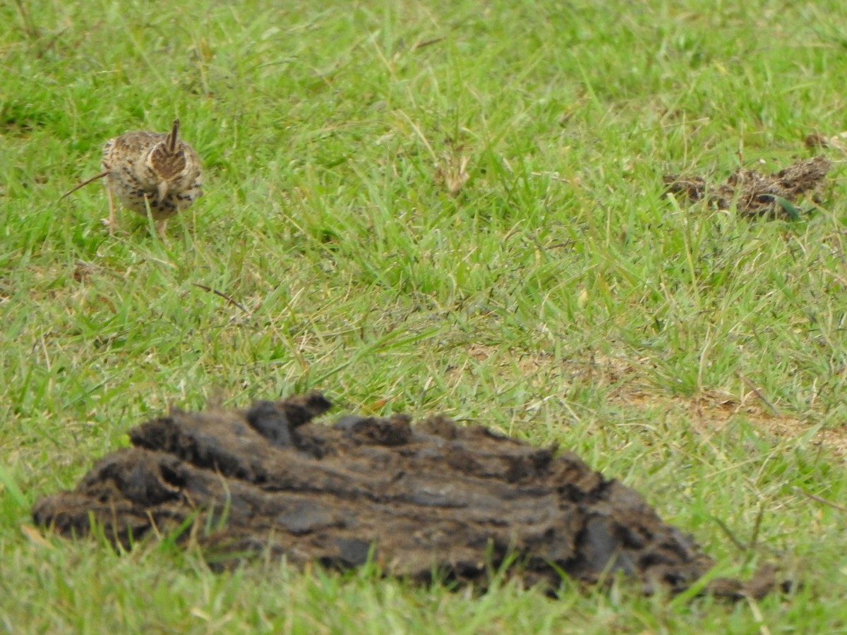 Malabar Lark - ML643921268