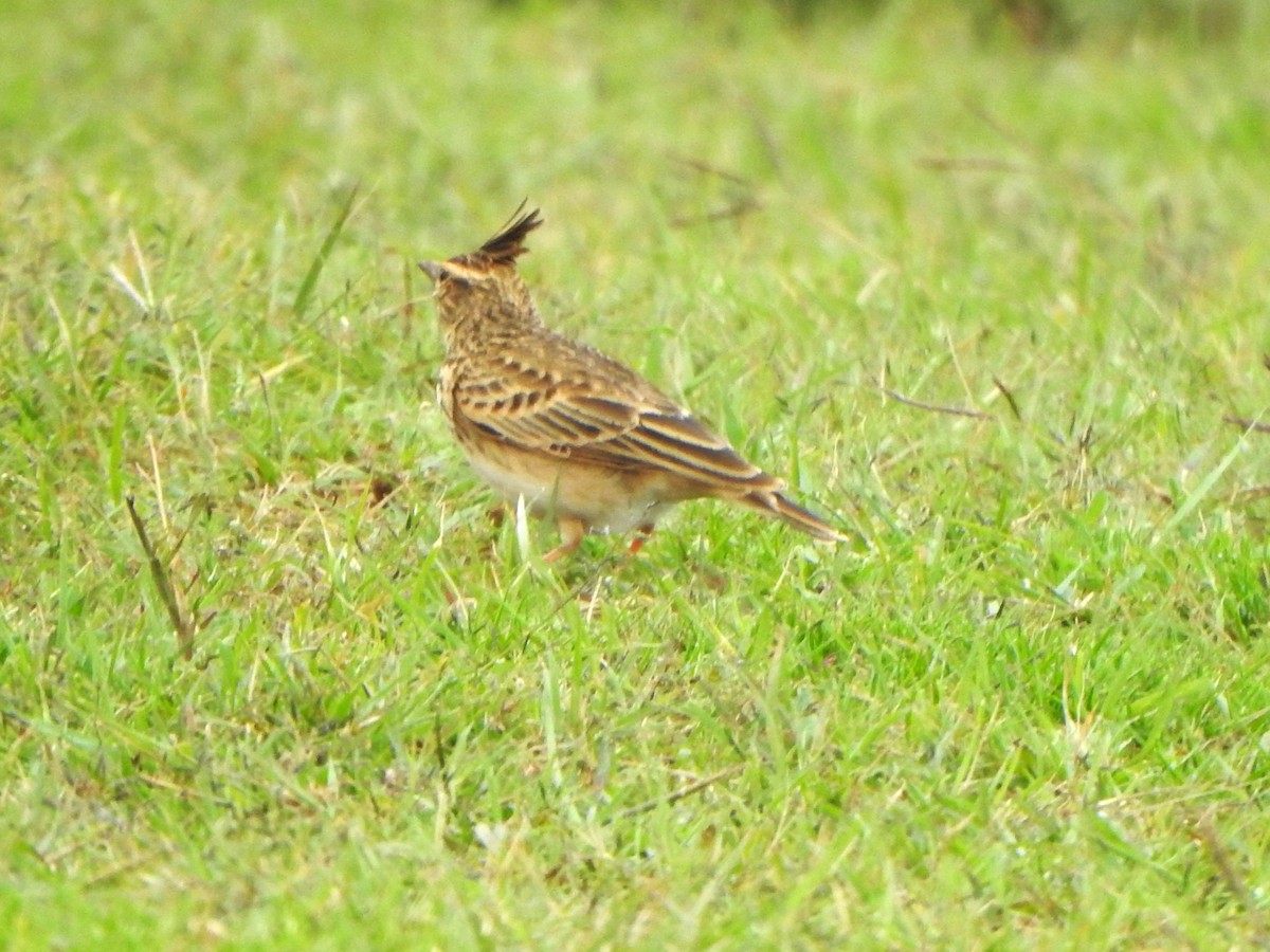 Malabar Lark - ML643921269