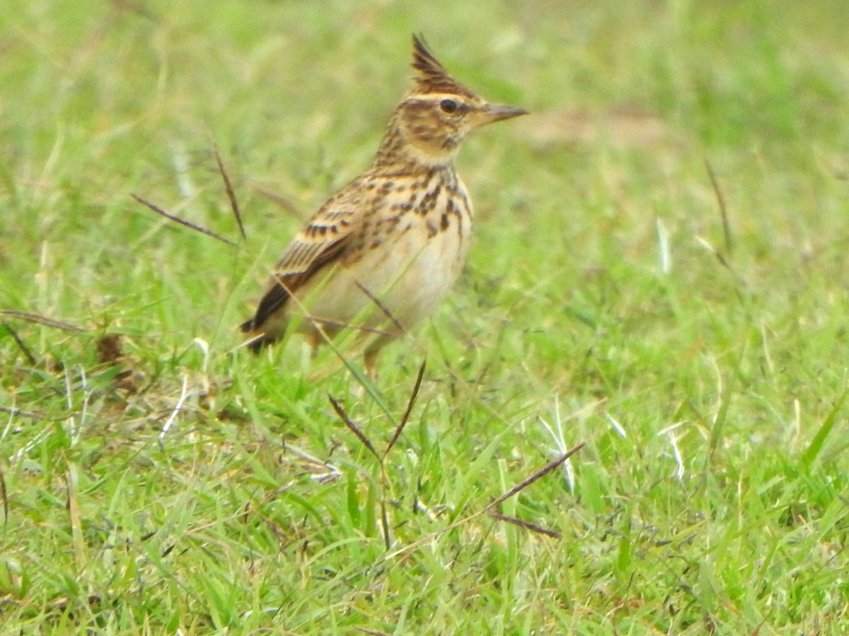 Malabar Lark - ML643921270