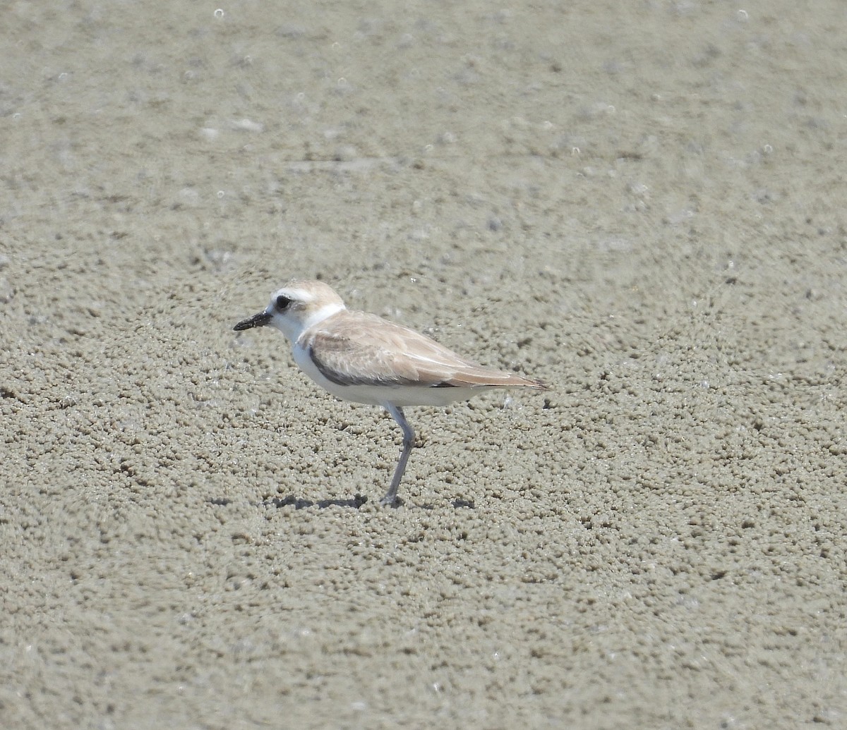 White-faced Plover - ML643921278