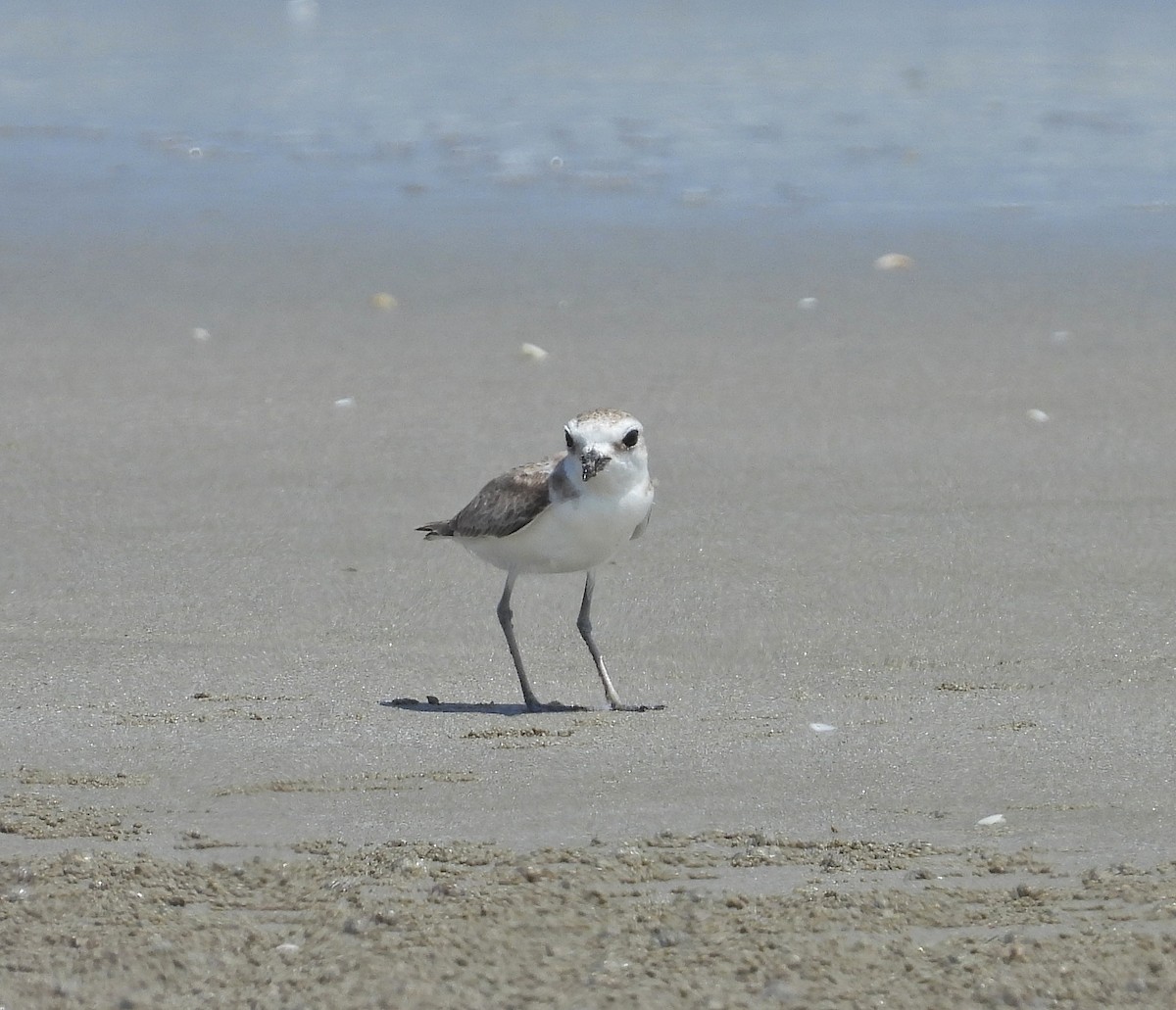 White-faced Plover - ML643921279