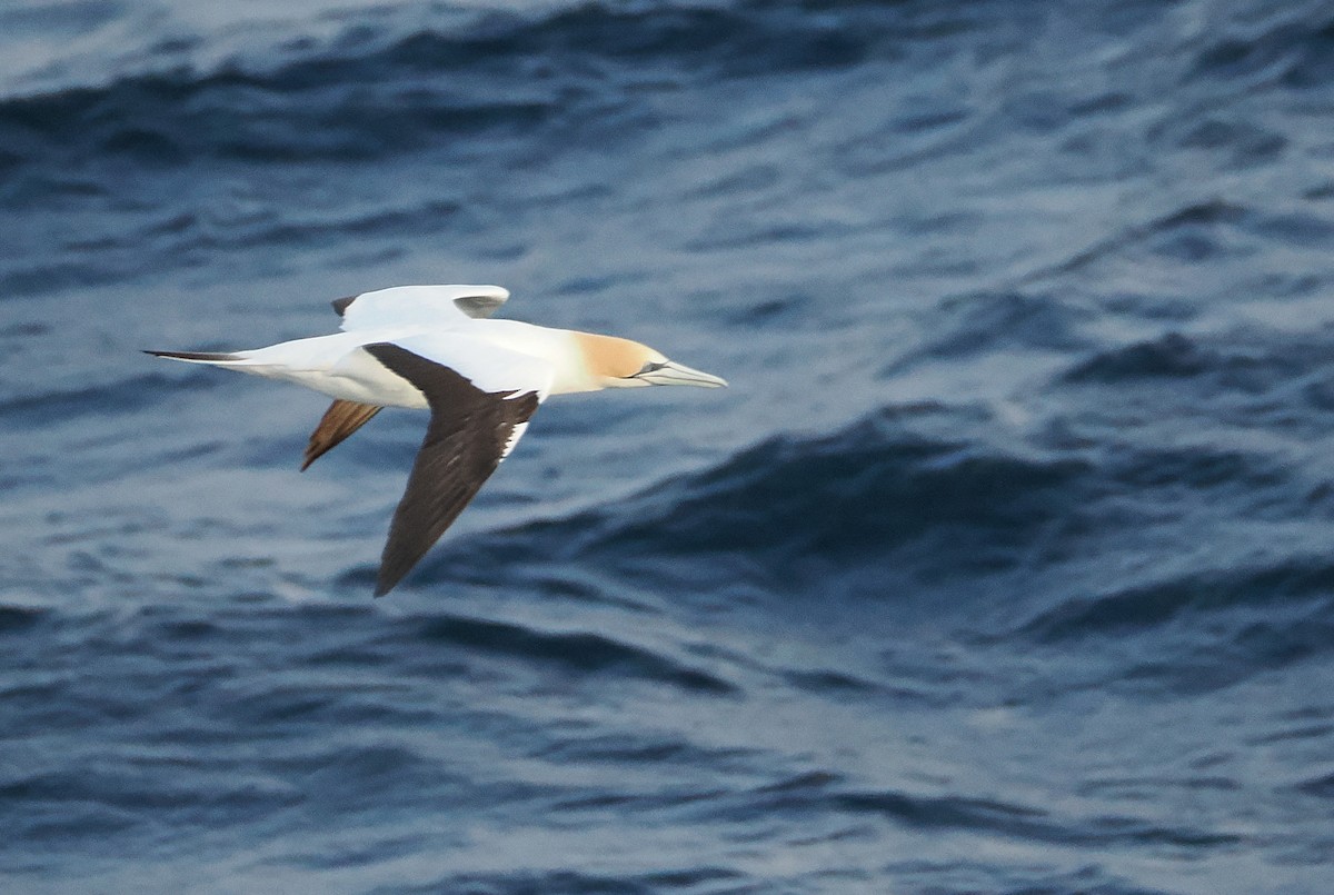Australasian Gannet - ML643921284