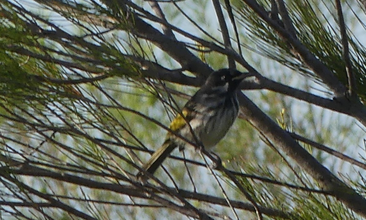 New Holland Honeyeater - ML643921294
