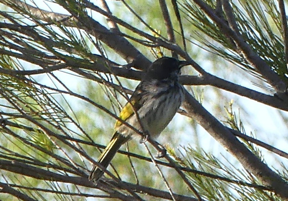 New Holland Honeyeater - ML643921295