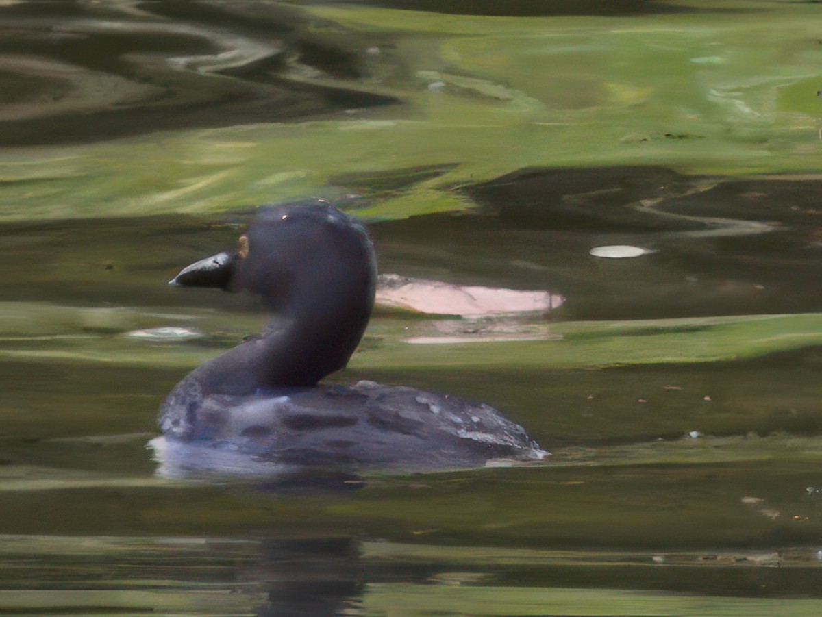 Least Grebe - ML643921298