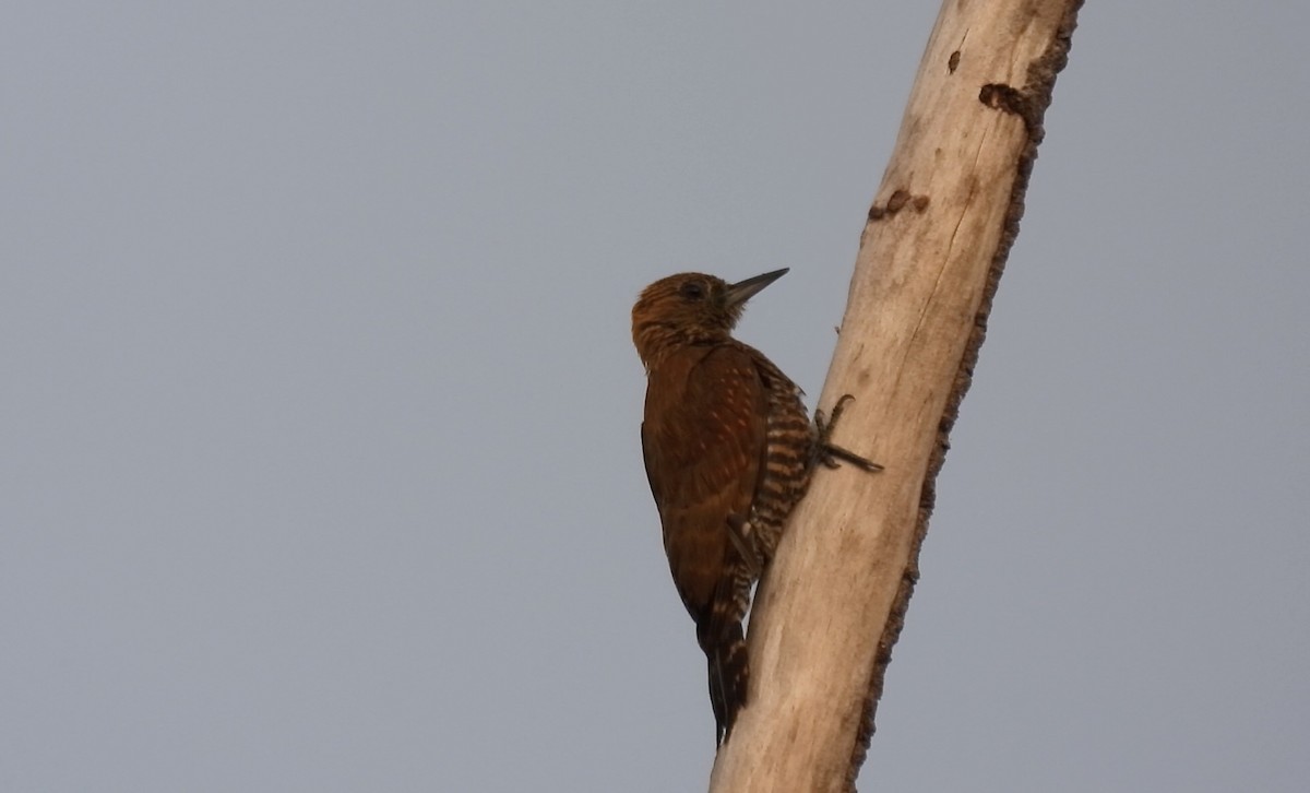 Red-stained Woodpecker - ML643921299