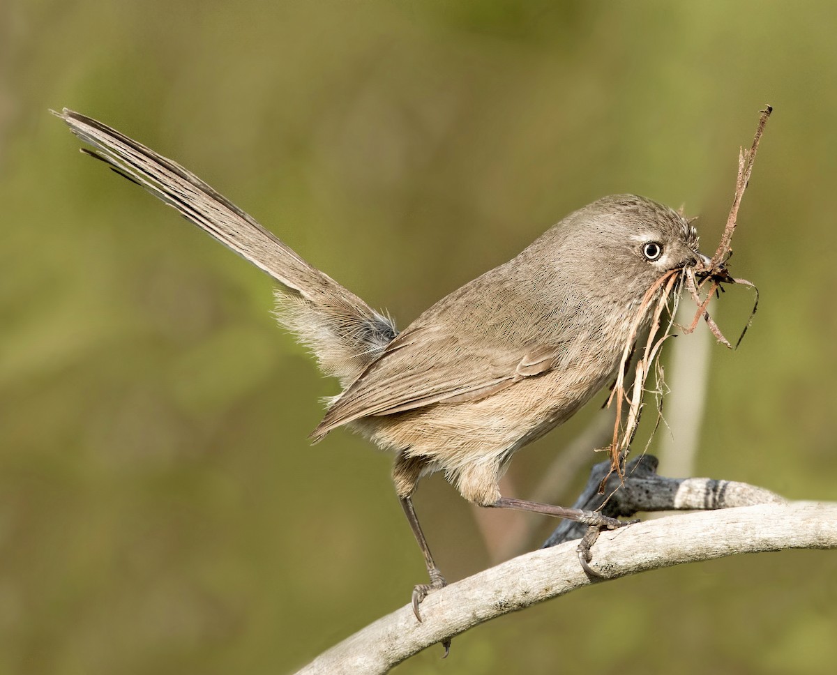 Wrentit - ML643921305