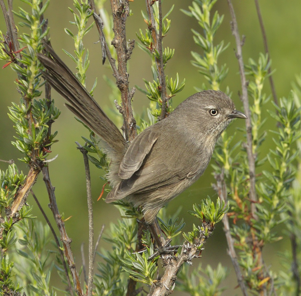 Wrentit - ML643921306