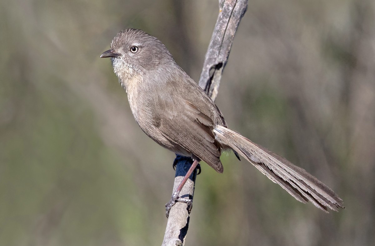 Wrentit - ML643921309