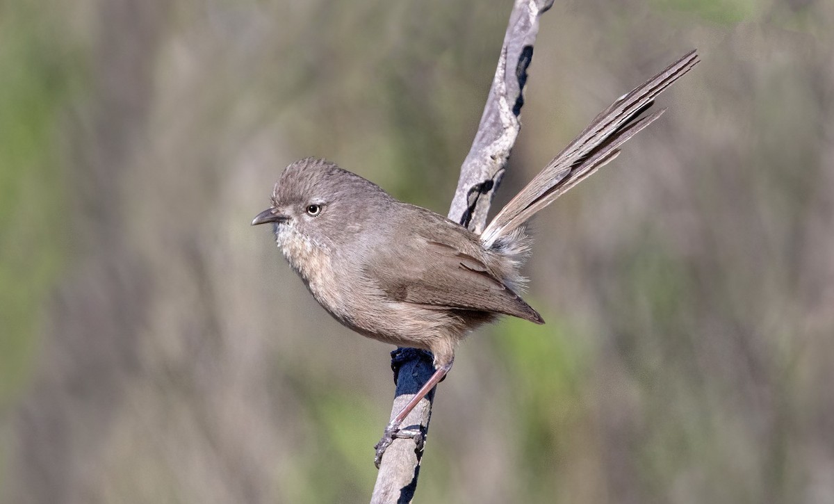 Wrentit - ML643921310
