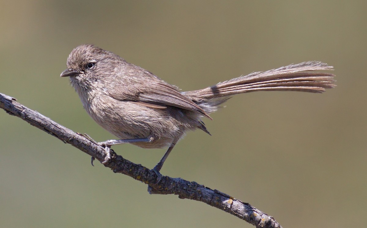 Wrentit - ML643921316