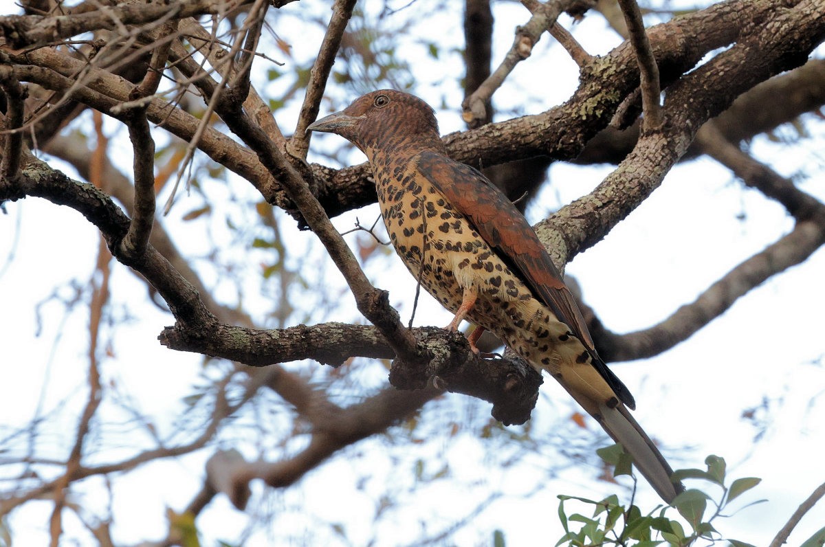 Cuckoo-roller - ML643921319