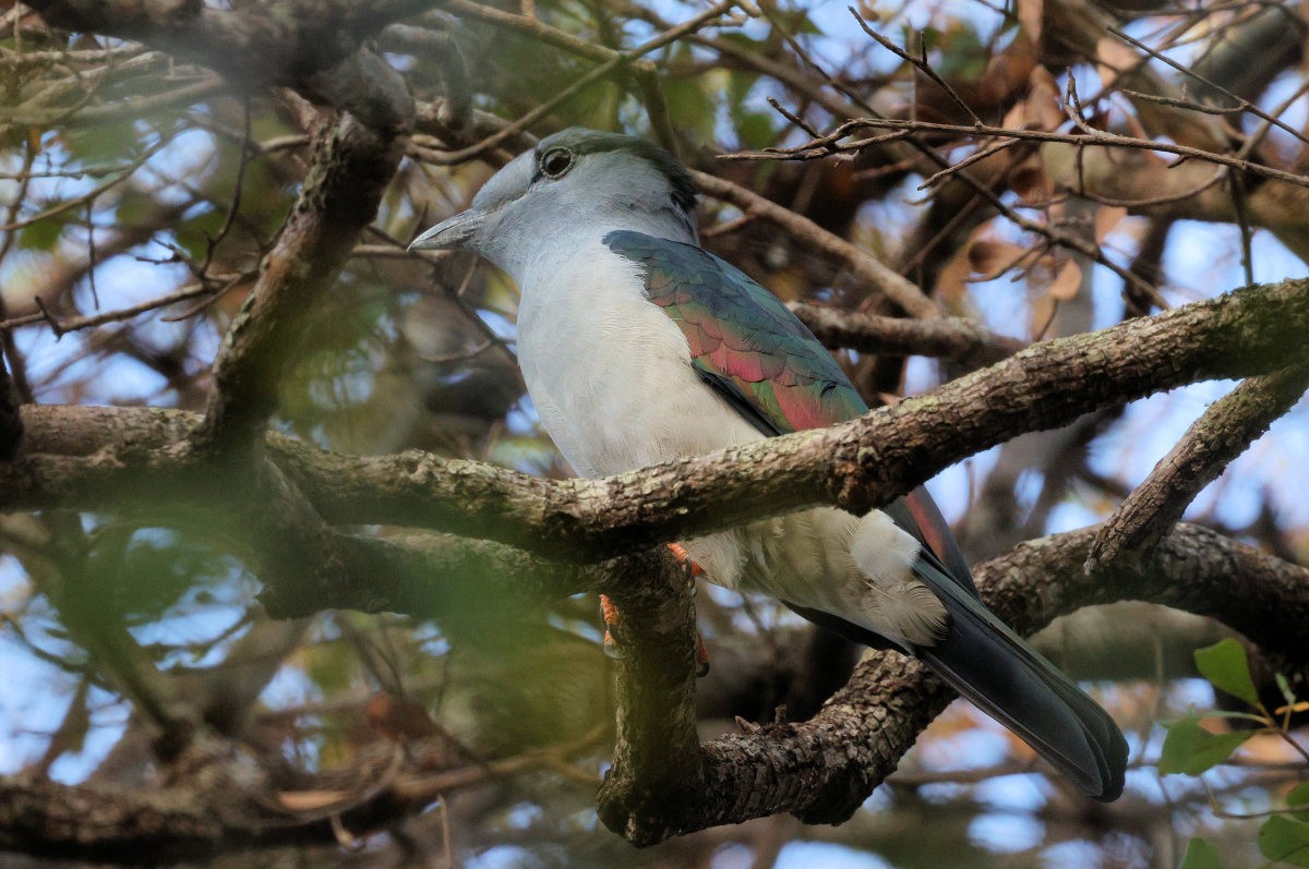 Cuckoo-roller - ML643921320