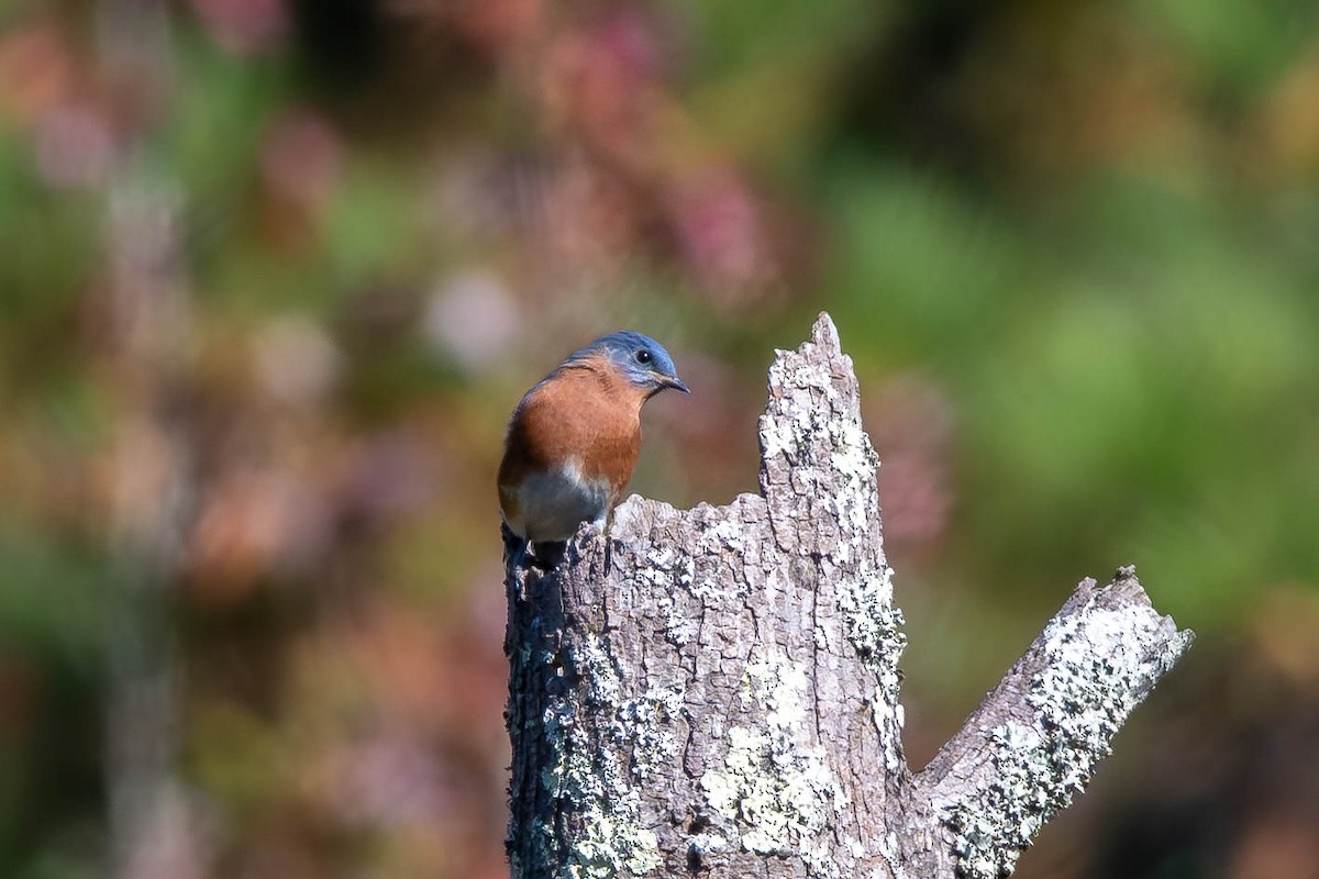 Eastern Bluebird - ML643921322