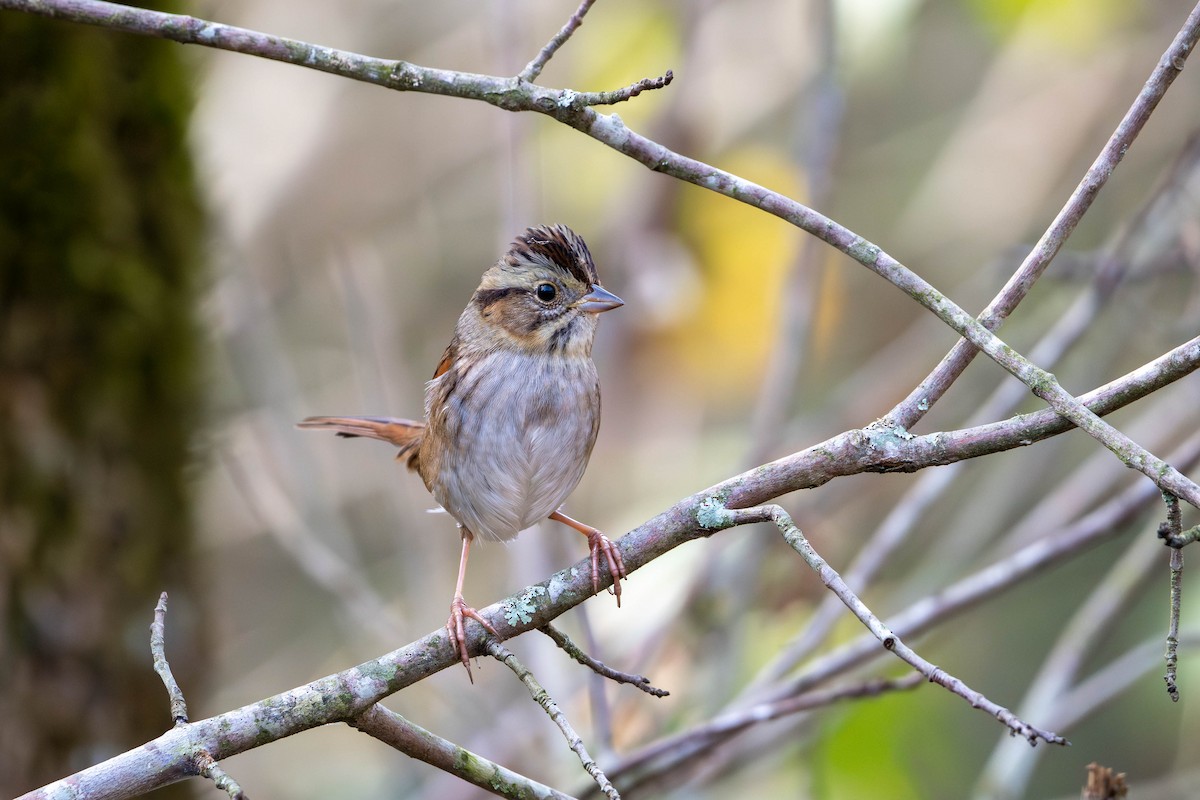 Swamp Sparrow - ML643921331
