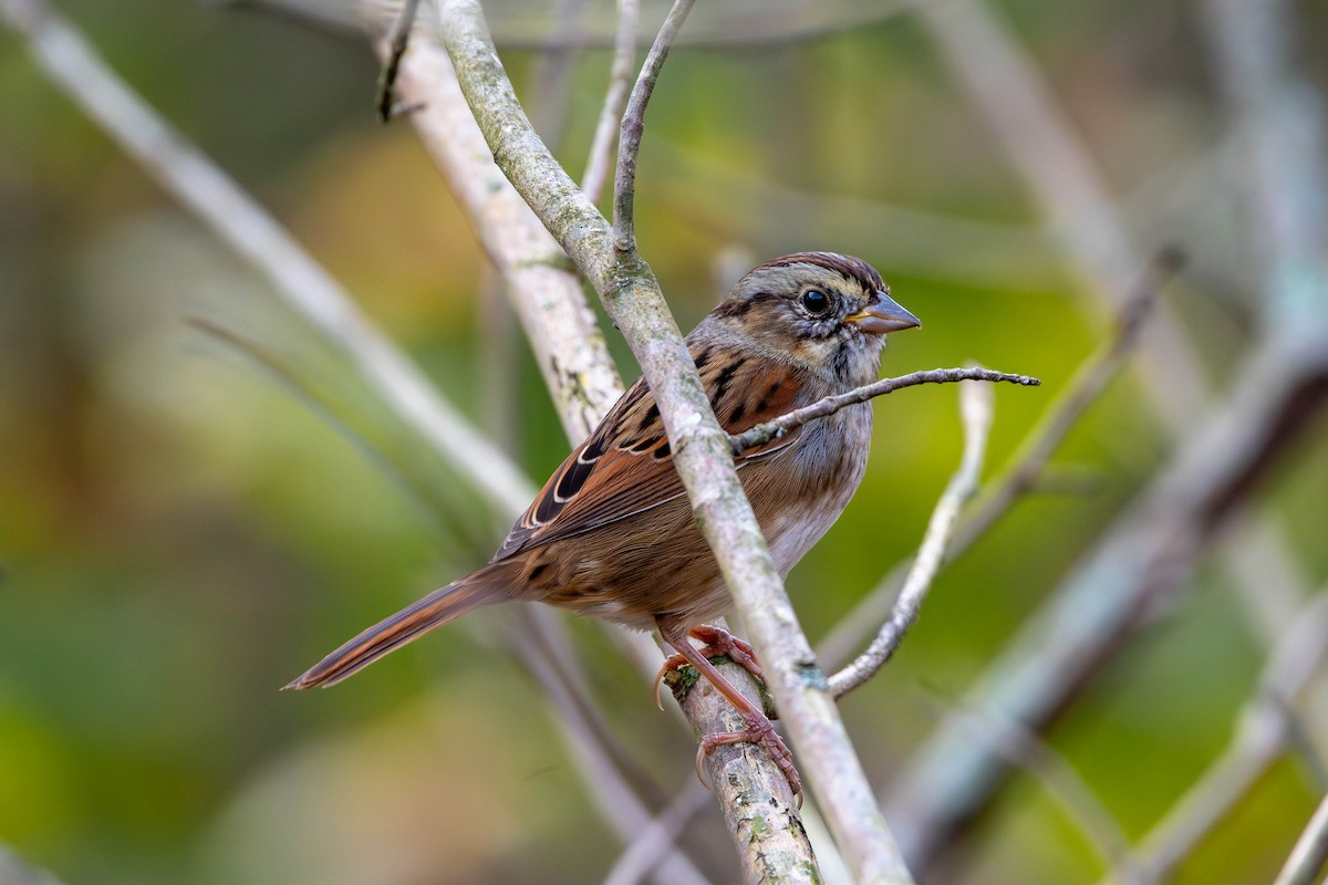 Swamp Sparrow - ML643921336