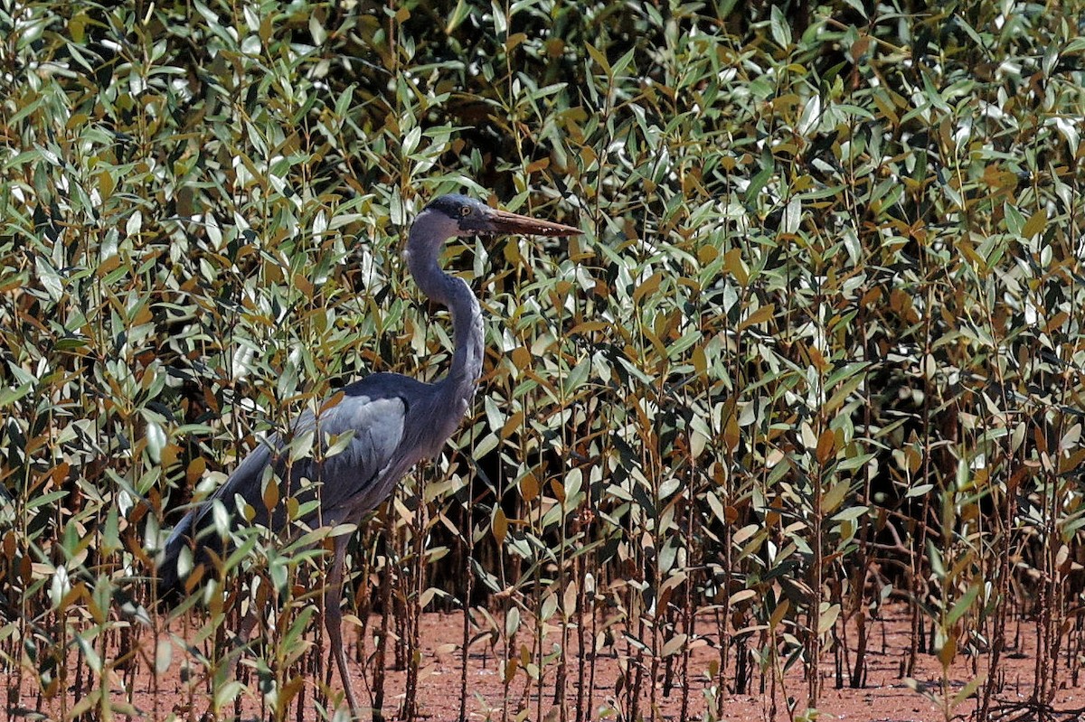 Humblot's Heron - ML643921337