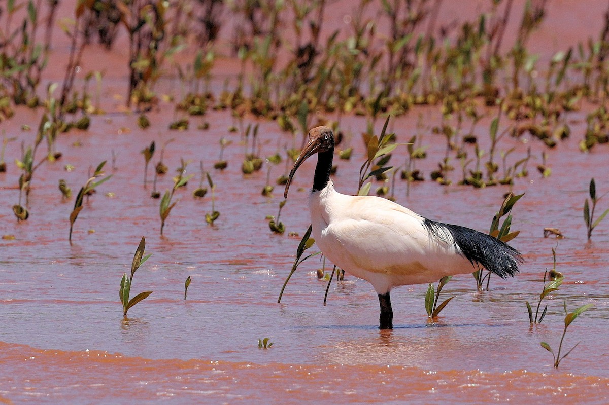 Malagasy Sacred Ibis - ML643921339