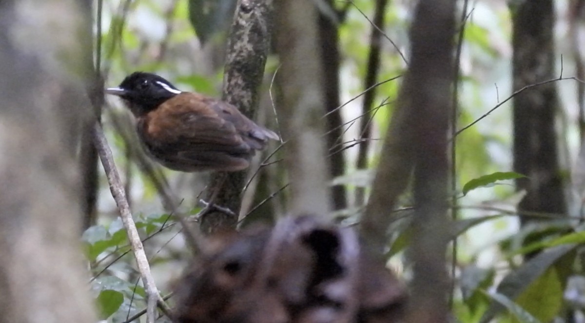 Hooded Gnateater - ML643921356