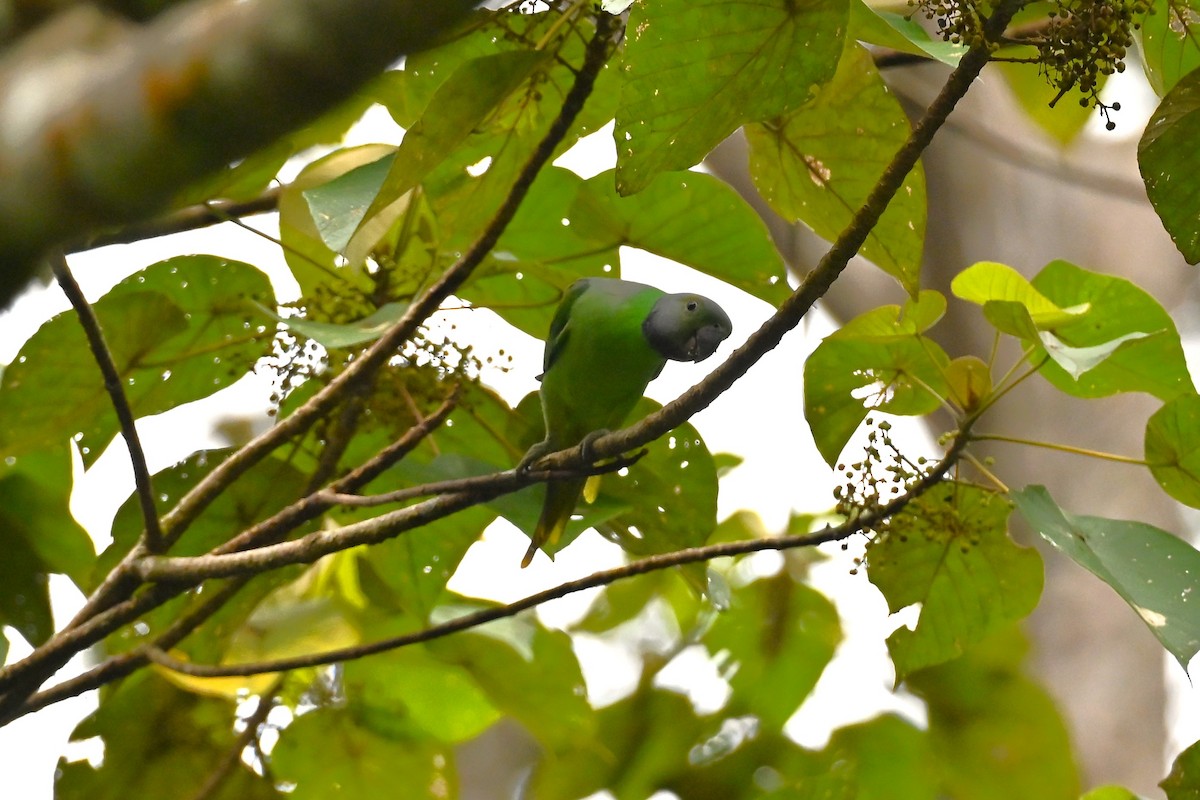 Layard's Parakeet - ML643921371