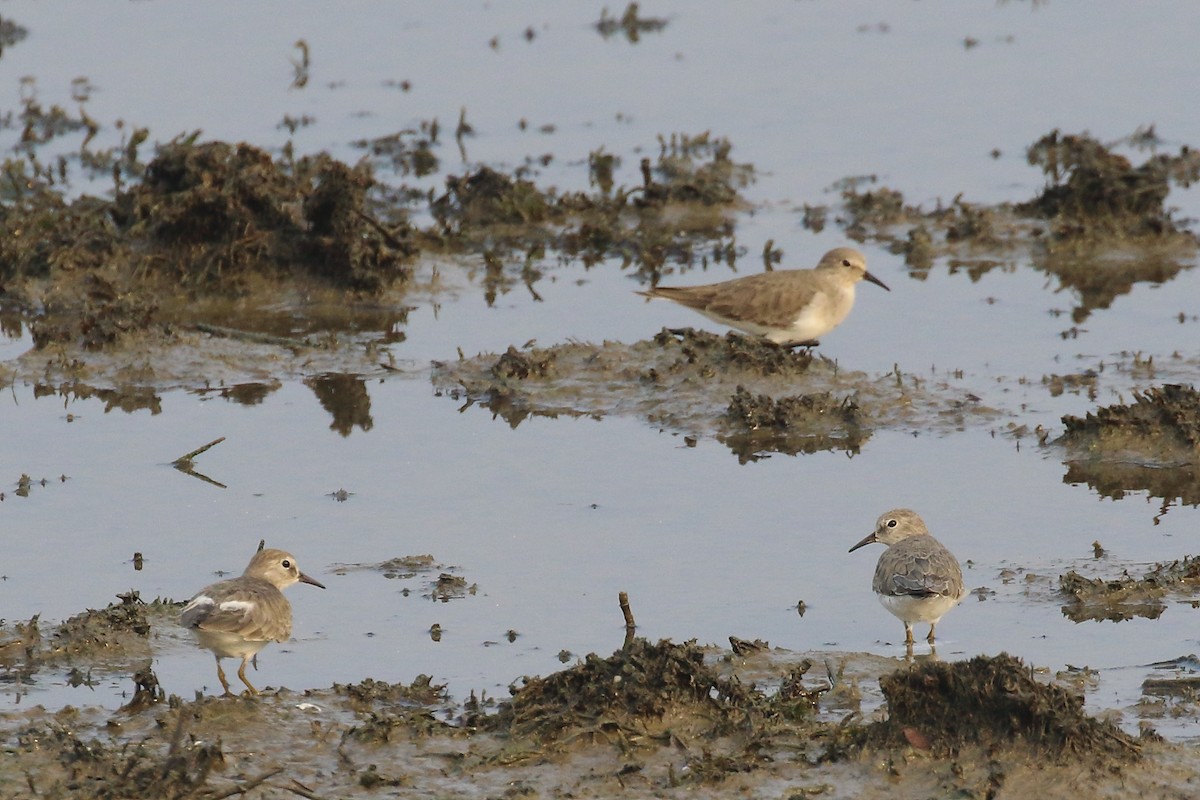 temmincksnipe - ML643921379