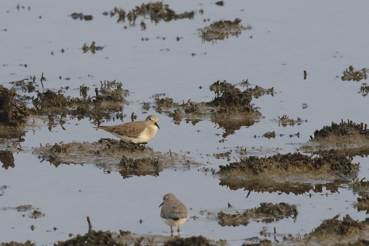 temmincksnipe - ML643921380