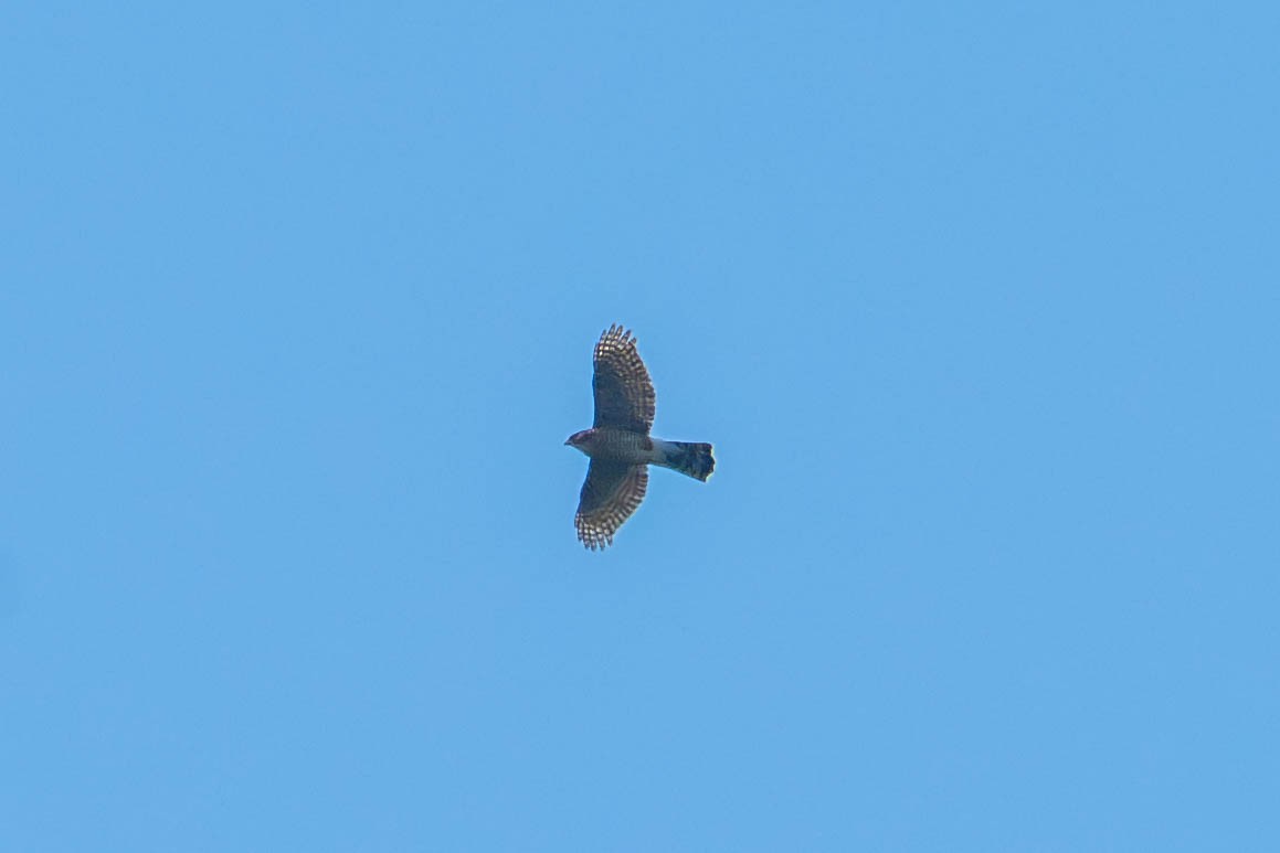 Sharp-shinned Hawk - ML643921391