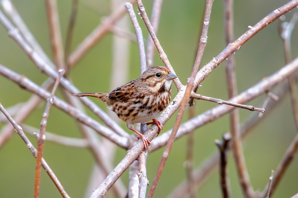 Song Sparrow - ML643921447