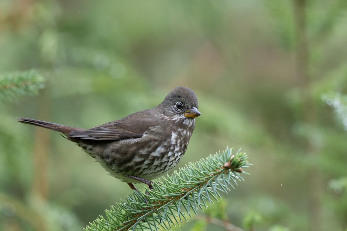Fox Sparrow - ML643921450