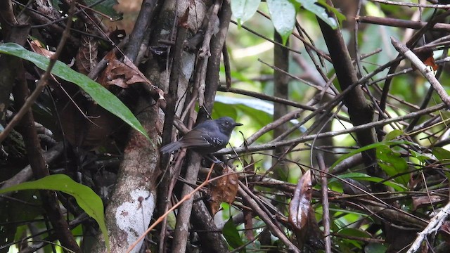 Gray Antbird - ML643921457