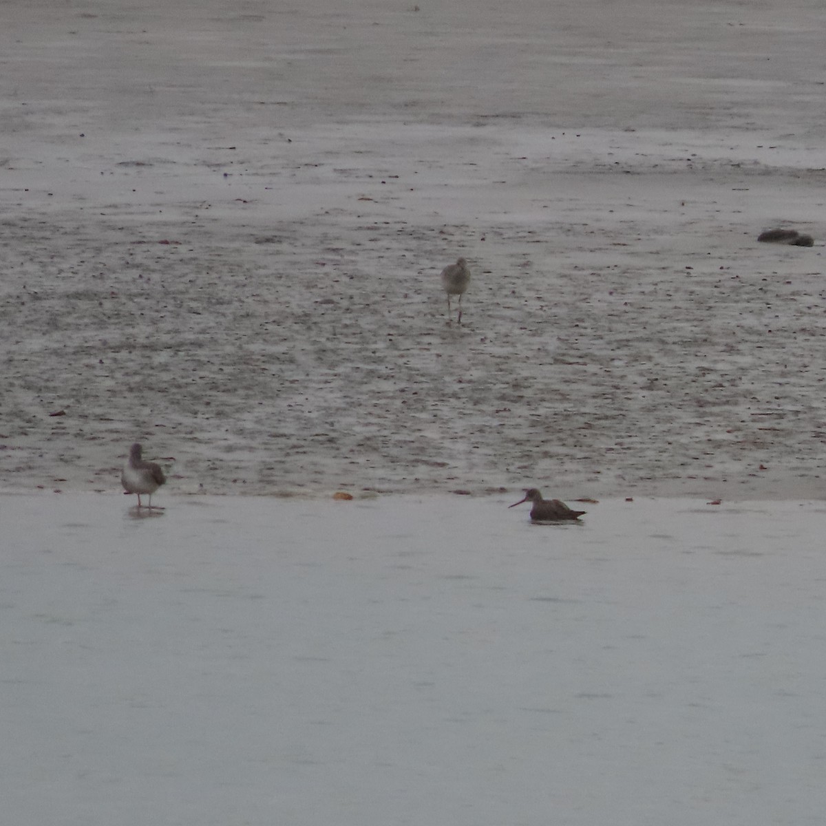 Greater Yellowlegs - ML643921464