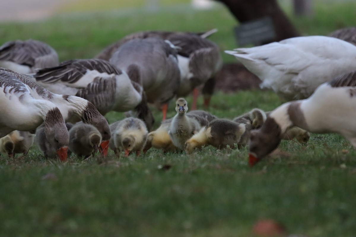 tamgås (domestisert Anser sp.) - ML643921465