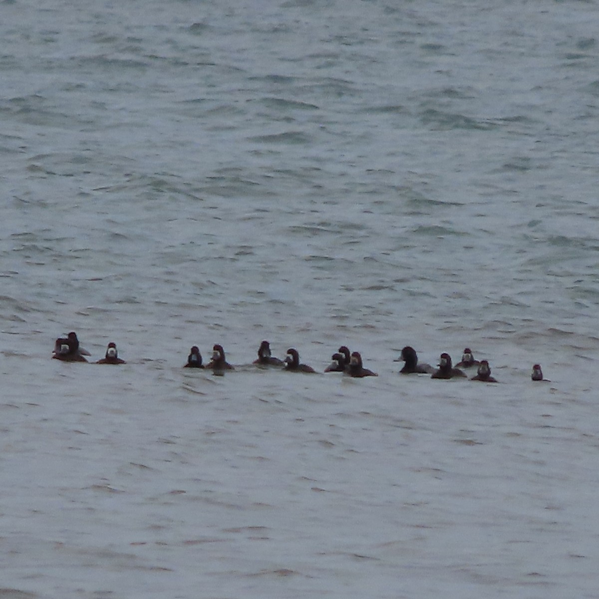 Greater Scaup - ML643921466
