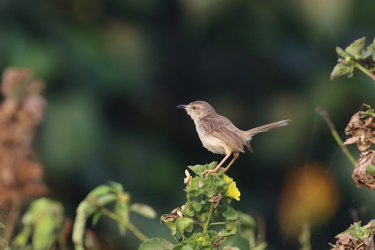 orientprinia - ML643921467
